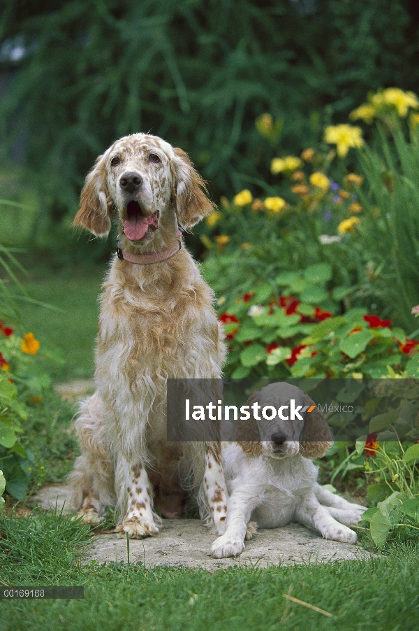 Setter inglés (Canis familiaris) mamá y cachorros en jardín