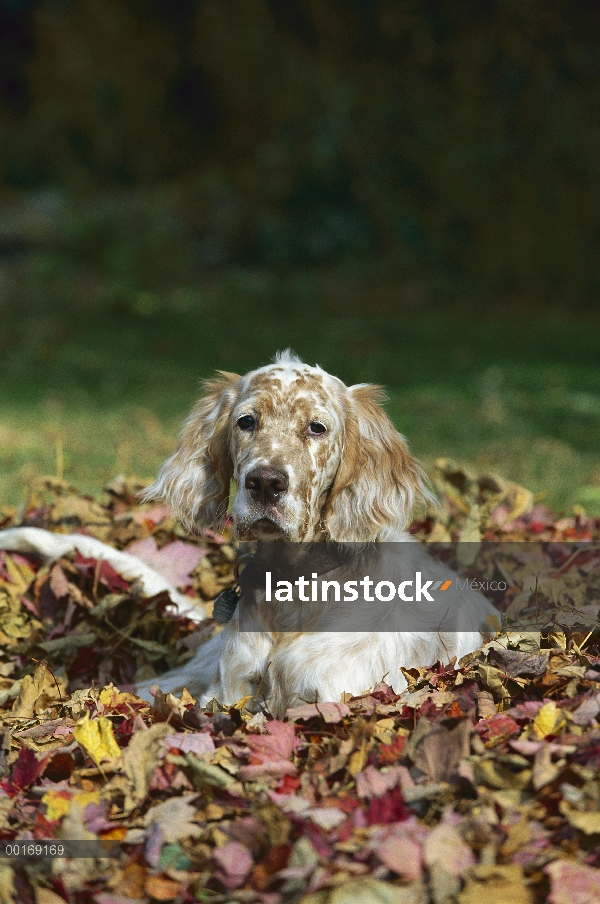 Cachorro de Setter inglés (Canis familiaris) en hojas de otoño