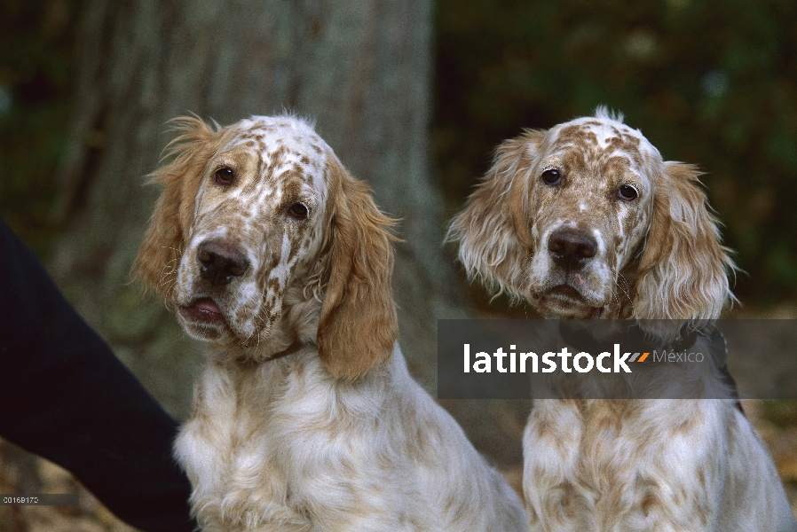 Dos cachorros de Setter (Canis familiaris) en ingles