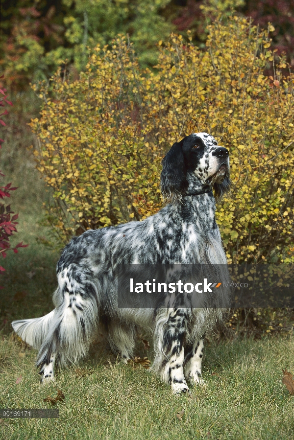 Setter inglés (Canis familiaris) retrato