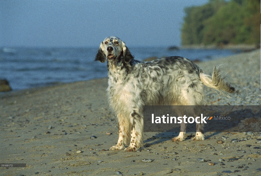 Setter inglés (Canis familiaris) en la playa