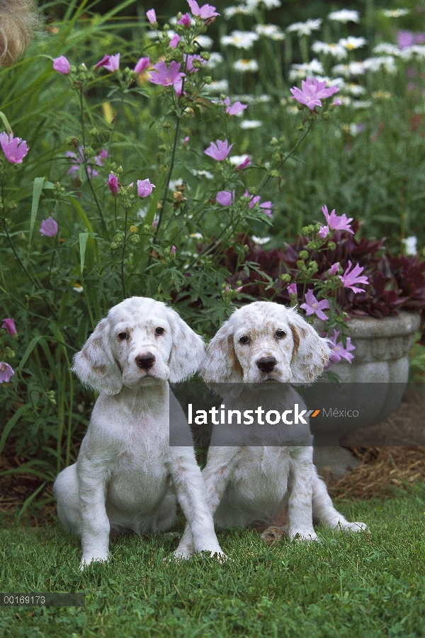 Dos cachorros de Setter (Canis familiaris) sentado en ingles