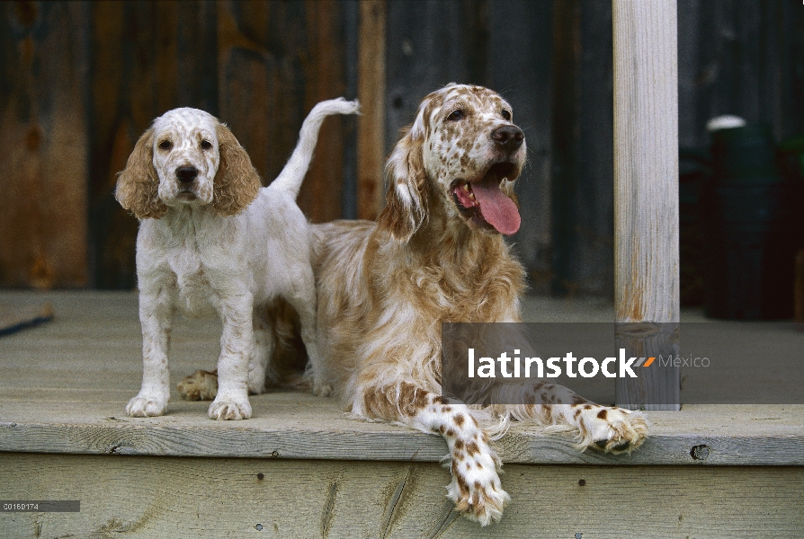 Setter inglés (Canis familiaris) mamá y cachorros en porche