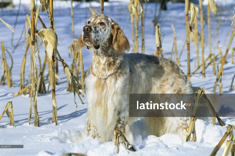 Setter inglés (Canis familiaris) retrato en nieve