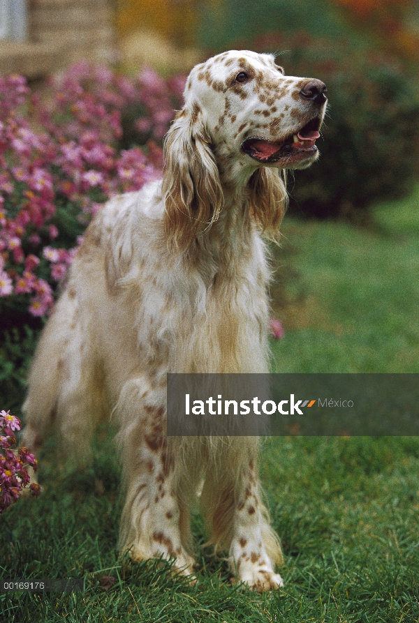 Setter inglés (Canis familiaris) retrato