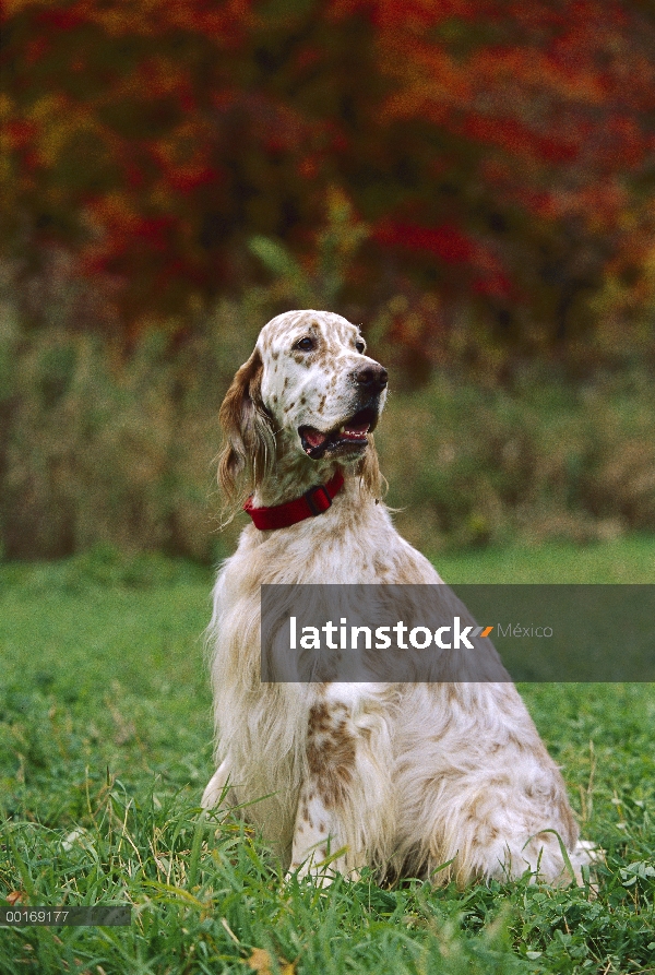 Setter inglés (Canis familiaris) sesión