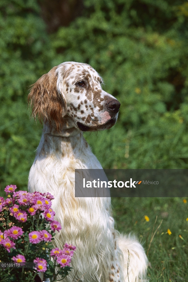 Setter inglés (Canis familiaris) retrato con flores