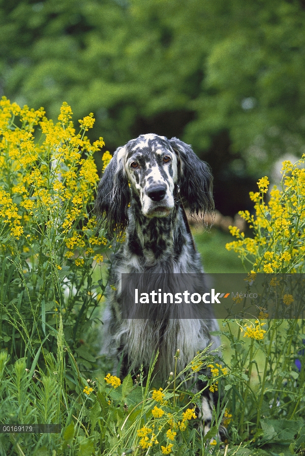 Setter inglés (Canis familiaris) sesión