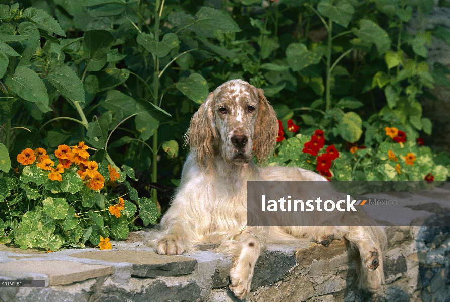 Setter inglés (Canis familiaris) en la pared de roca