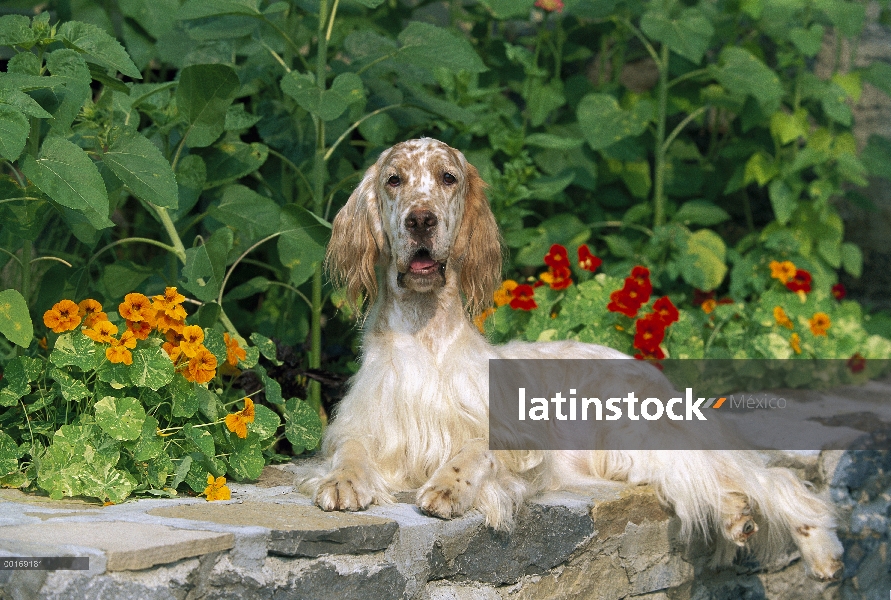 Setter inglés (Canis familiaris) en la pared de roca