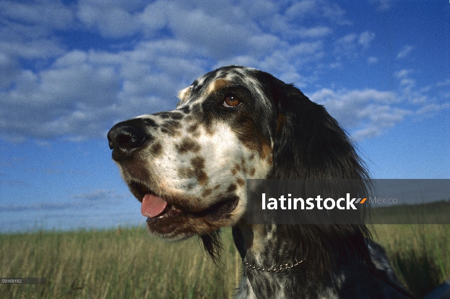 Setter inglés (Canis familiaris) retrato de primer plano gran angular