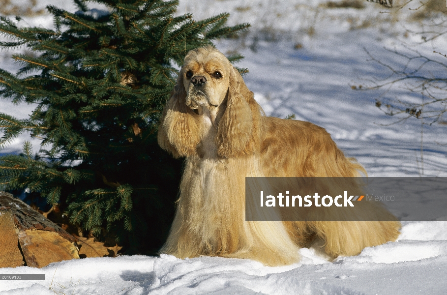 Cocker Spaniel (Canis familiaris) retrato en nieve