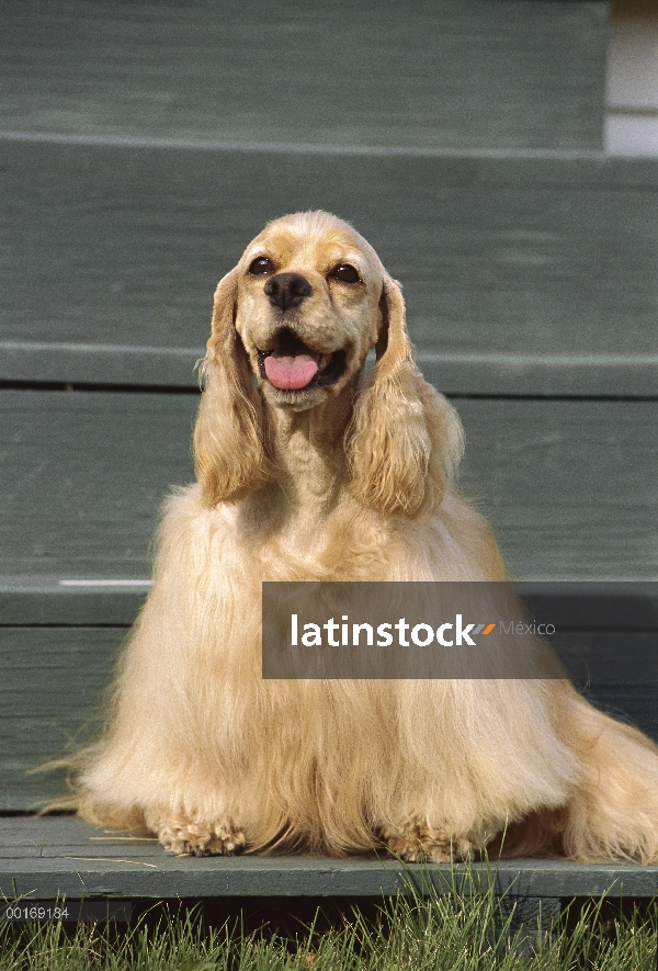 Retrato de Cocker Spaniel (Canis familiaris) en pasos