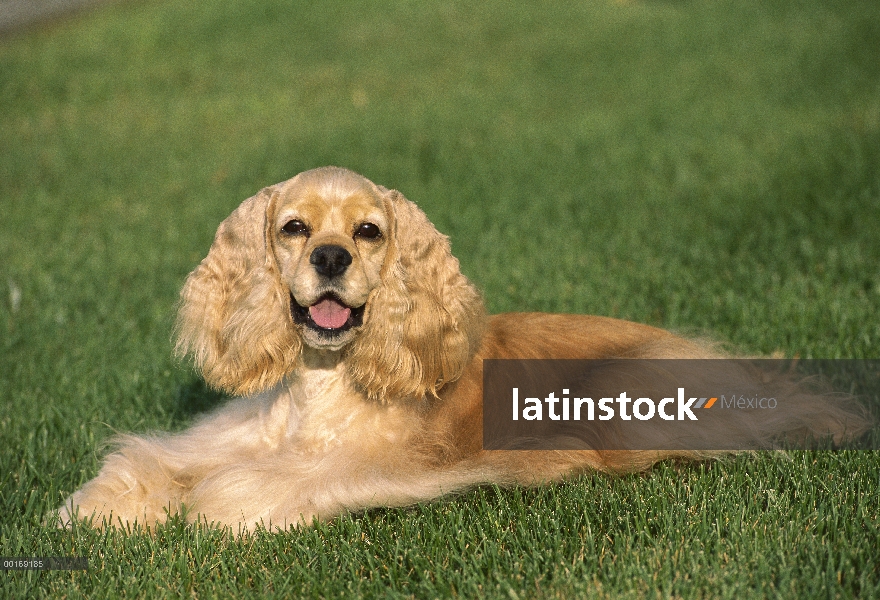 Retrato de Cocker Spaniel (Canis familiaris) en pasto