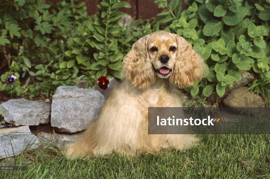 Retrato de Cocker Spaniel (Canis familiaris)