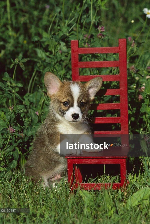 Cachorros Welsh Corgi (Canis familiaris) con silla pequeña