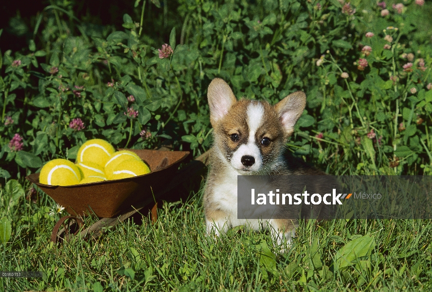 Cachorros Welsh Corgi (Canis familiaris) con pelotas de tenis