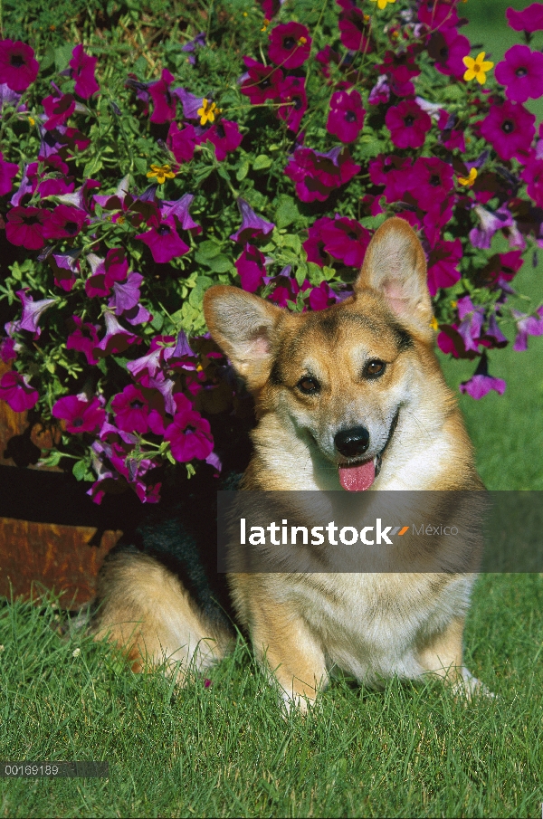 Retrato de Welsh Corgi (Canis familiaris) con planta Petunia