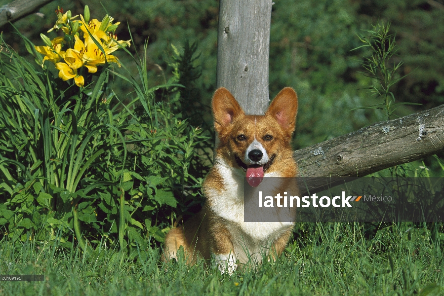 Retrato de Welsh Corgi (Canis familiaris) junto a la valla