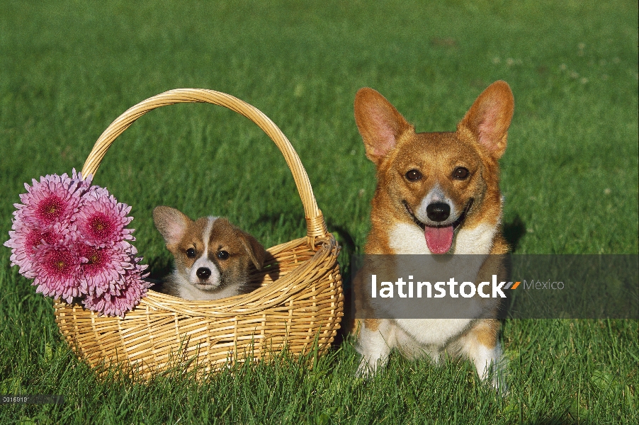 Cachorros Welsh Corgi (Canis familiaris) en cesta con madre