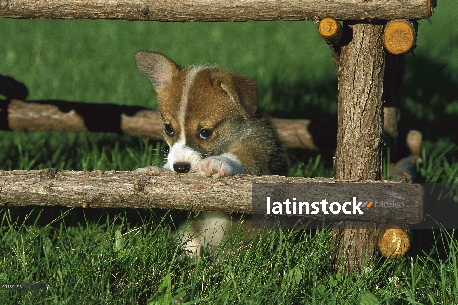 Cachorros Welsh Corgi (Canis familiaris)