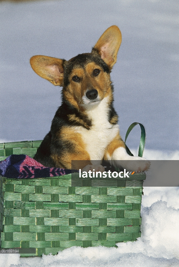 Cachorros Welsh Corgi (Canis familiaris) en cesta de nieve