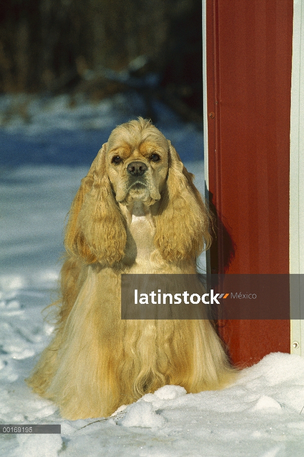 Cocker Spaniel (Canis familiaris) retrato en nieve