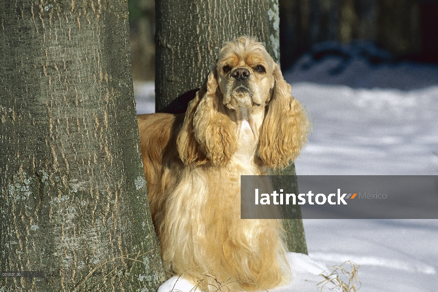 Cocker Spaniel (Canis familiaris) retrato en nieve