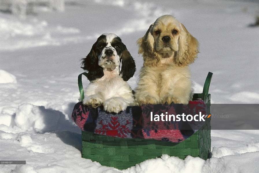 Cocker dos cachorros Spaniel (Canis familiaris) en la nieve