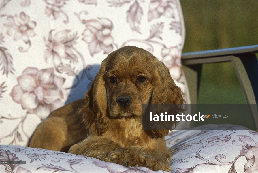 Cachorro de Cocker Spaniel (Canis familiaris) sentado en la silla