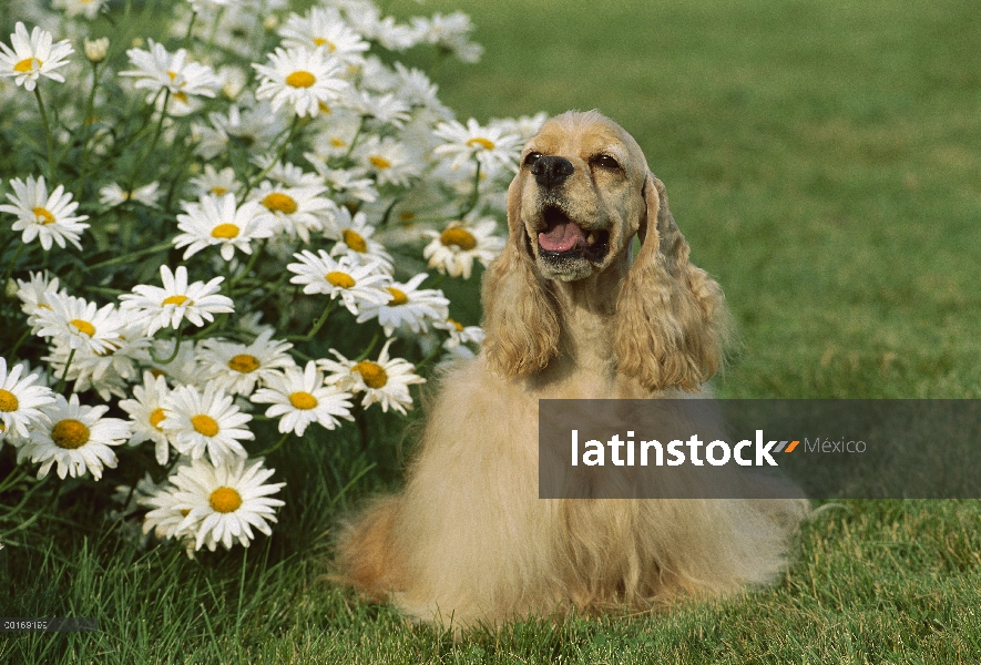 Cocker Spaniel (Canis familiaris) retrato con parche de daisy