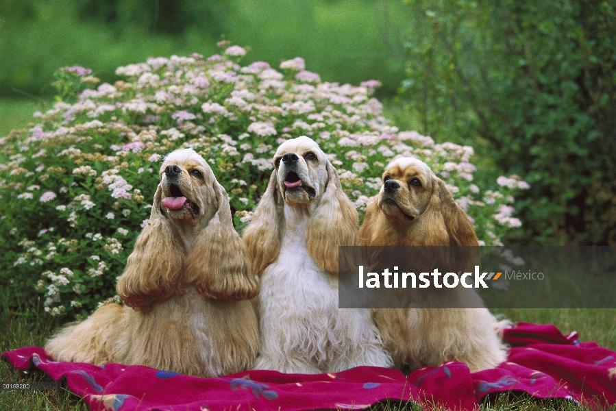 Cocker tres cachorros Spaniel (Canis familiaris) sentados sobre la manta