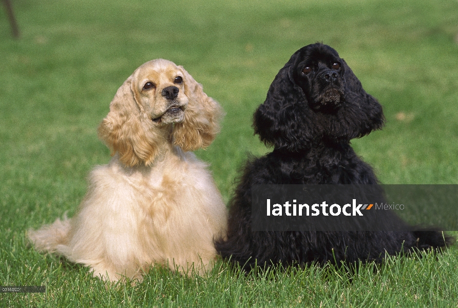 Cocker par Spaniel (Canis familiaris)