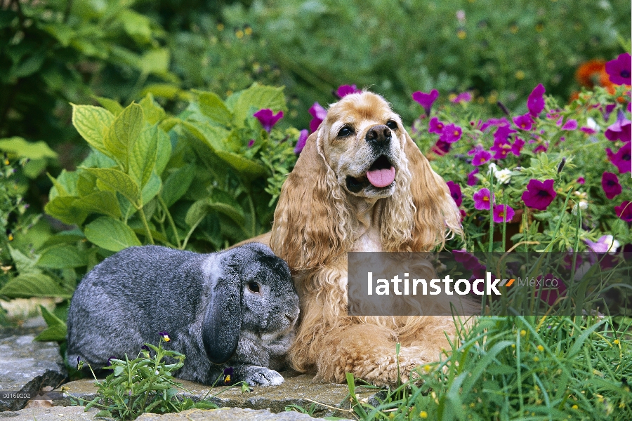 Cocker Spaniel (Canis familiaris) descansando con conejo