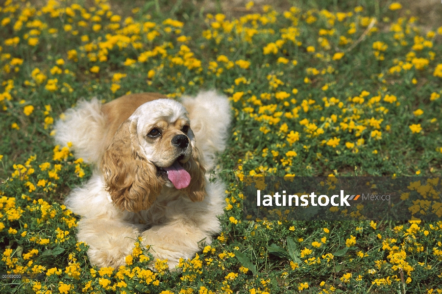 Cocker Spaniel (Canis familiaris) en flores