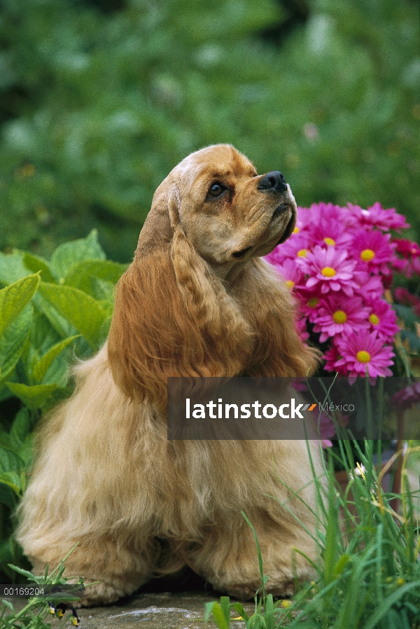 Retrato de Cocker Spaniel (Canis familiaris)