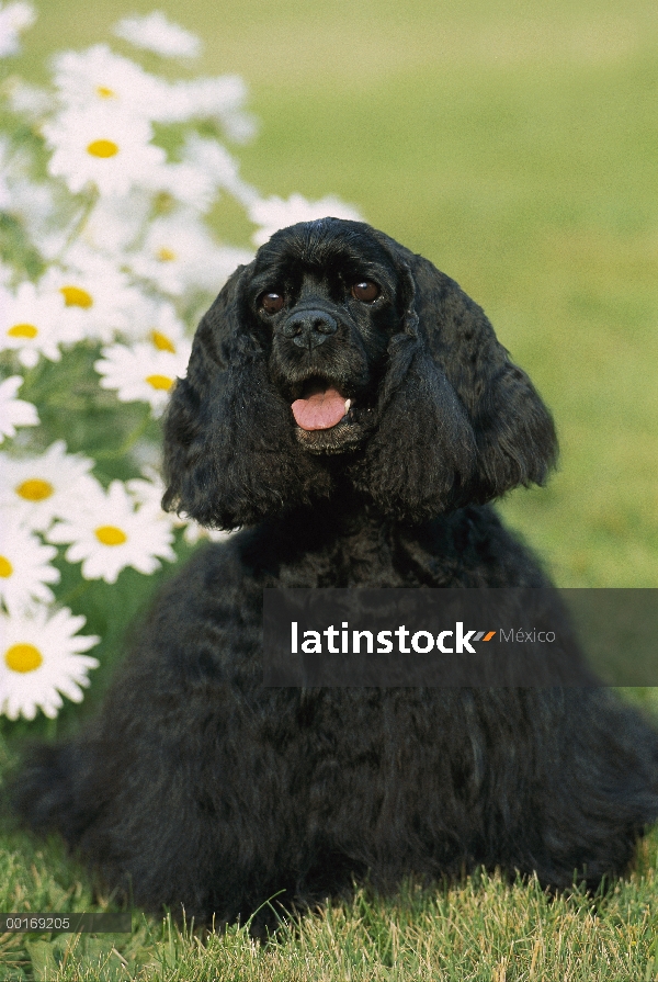 Retrato de Cocker Spaniel (Canis familiaris)