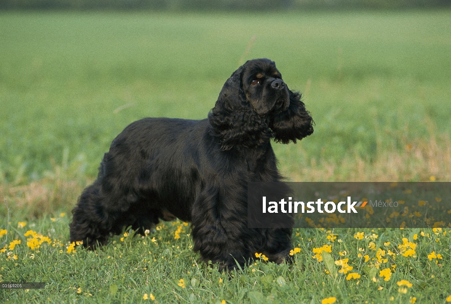 Retrato de Cocker Spaniel (Canis familiaris)