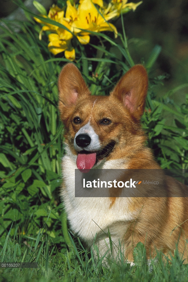 Corgi Galés (Canis familiaris) jadeando