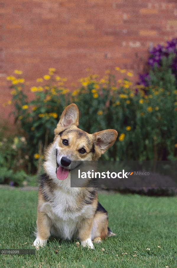 Welsh Corgi (Canis familiaris)