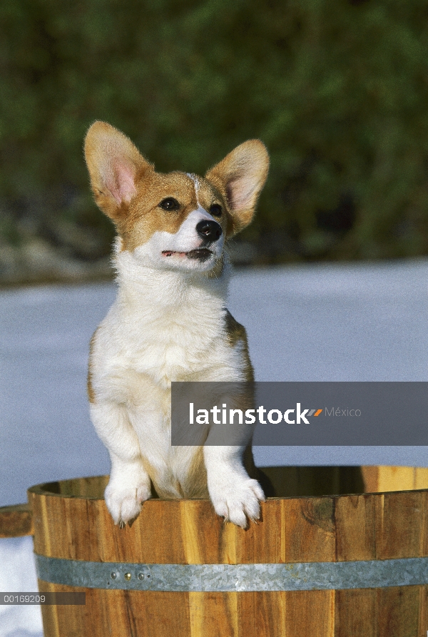 Cachorros Welsh Corgi (Canis familiaris) en barril de madera