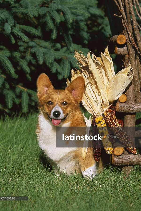 Retrato de Welsh Corgi (Canis familiaris) con maíz seco