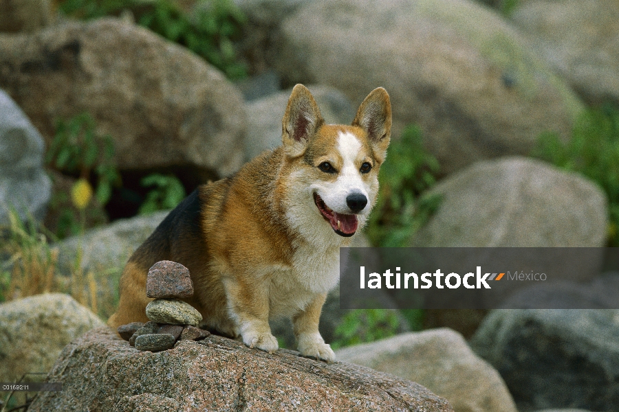 Retrato de Welsh Corgi (Canis familiaris)