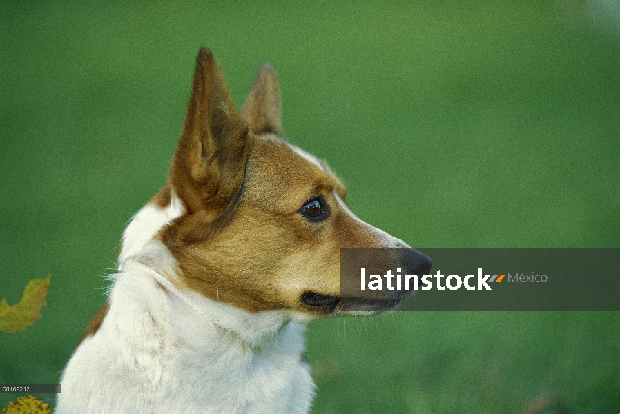 Perfil plano de Welsh Corgi (Canis familiaris)