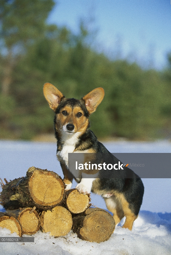 Pie de perrito Welsh Corgi (Canis familiaris) en la pila de madera en la nieve