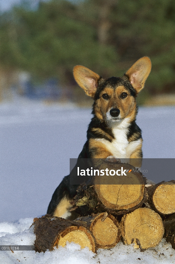 Pie de perrito Welsh Corgi (Canis familiaris) en la pila de madera en la nieve