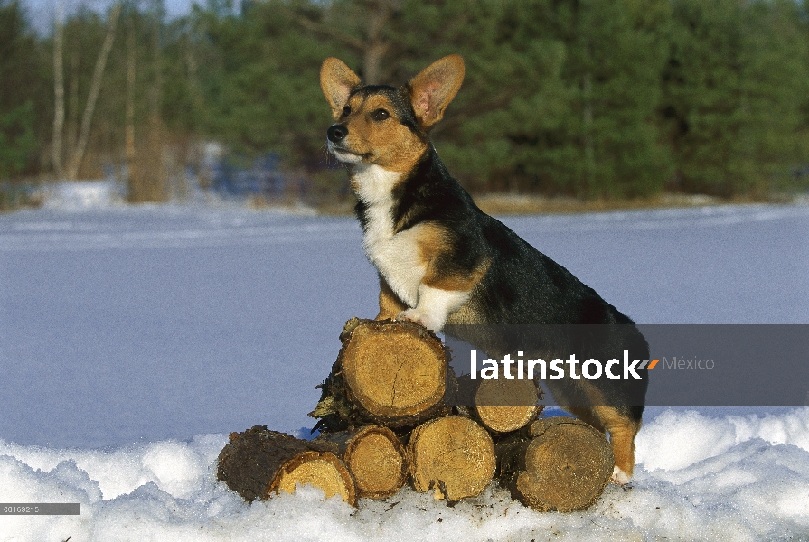 Pie de perrito Welsh Corgi (Canis familiaris) en la pila de madera en la nieve