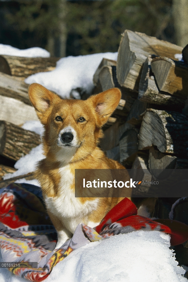 Retrato de Welsh Corgi (Canis familiaris)