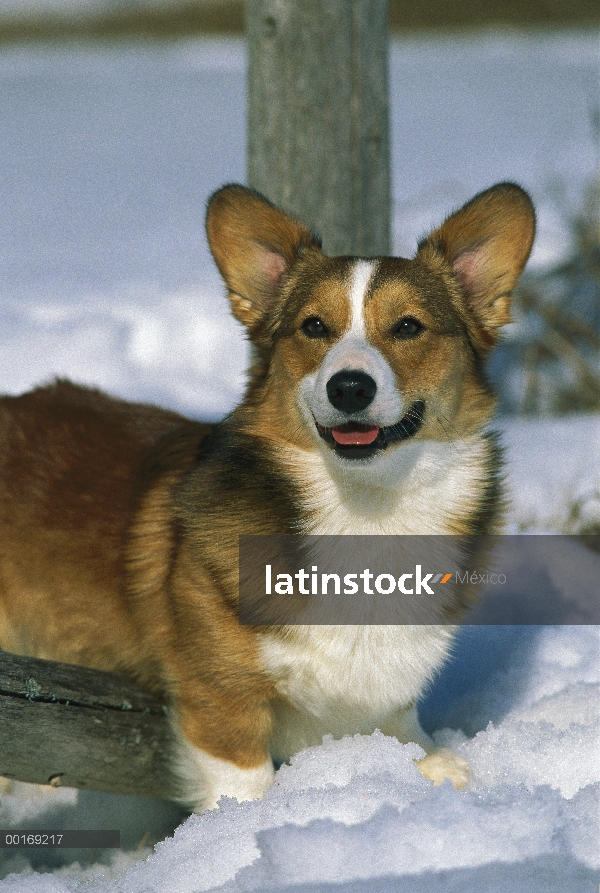 Retrato de Welsh Corgi (Canis familiaris) en la nieve