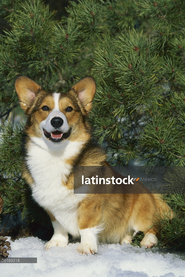 Retrato de Welsh Corgi (Canis familiaris) en la nieve